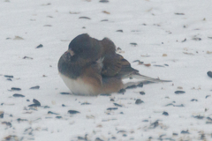 Junco hyemalis cismontanus