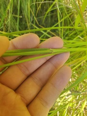 Carex cristatella