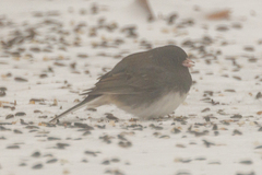 Junco hyemalis cismontanus