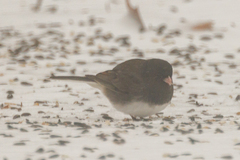 Junco hyemalis cismontanus