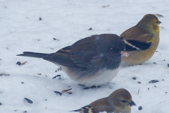 Junco hyemalis cismontanus