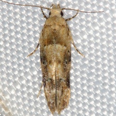 Gelechiini