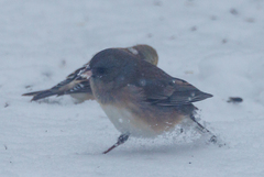 Junco hyemalis cismontanus