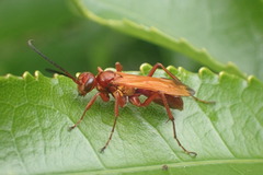 Sphictostethus nitidus