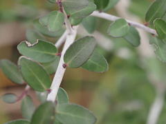 Ilex vomitoria