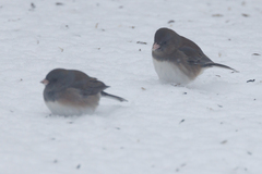 Junco hyemalis cismontanus