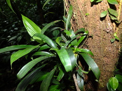 Lutheria splendens