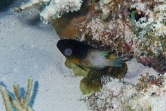 Stegastes partitus