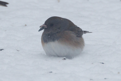 Junco hyemalis cismontanus