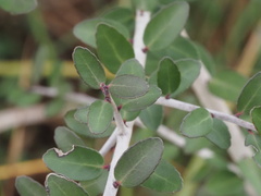 Ilex vomitoria