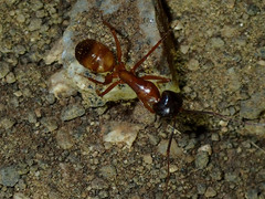 Camponotus sansabeanus