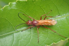 Sphictostethus nitidus