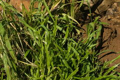 Urochloa plantaginea