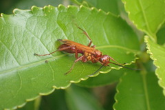 Sphictostethus nitidus