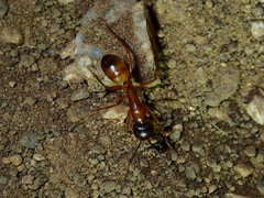 Camponotus sansabeanus
