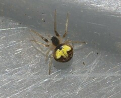 Araneus albotriangulus