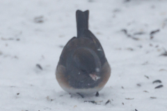 Junco hyemalis cismontanus