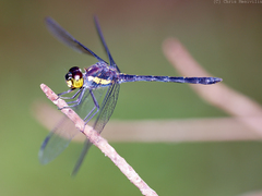 Agrionoptera longitudinalis biserialis