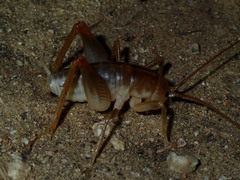 Ceuthophilus hesperus