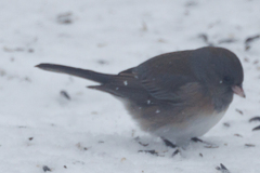 Junco hyemalis cismontanus
