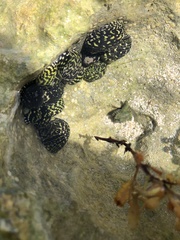 Nerita tessellata