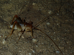 Ceuthophilus hesperus