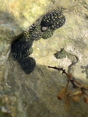 Nerita tessellata