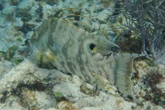 Lachnolaimus maximus