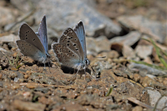 Polyommatus eros