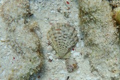 Caribachlamys pellucens