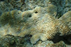 Palythoa caribaeorum