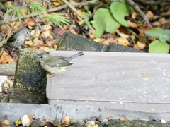 Setophaga caerulescens