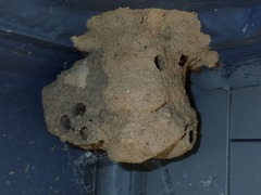 Sceliphron caementarium