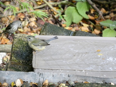 Setophaga caerulescens