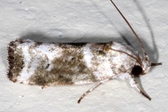 Gelechiini