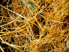 Cuscuta californica