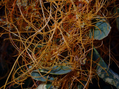 Cuscuta californica