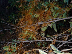 Cuscuta californica
