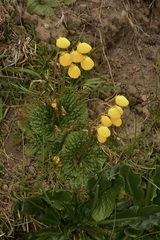 Calceolaria filicaulis