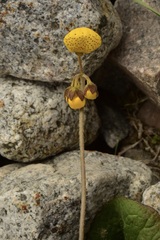 Calceolaria filicaulis