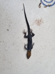 Gonatodes albogularis fuscus