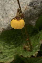 Calceolaria filicaulis