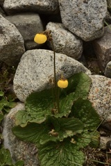 Calceolaria filicaulis