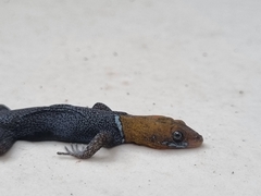 Gonatodes albogularis fuscus
