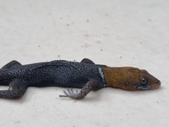 Gonatodes albogularis fuscus