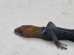 Gonatodes albogularis fuscus