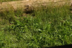 Urochloa plantaginea