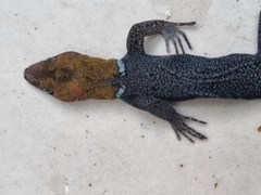 Gonatodes albogularis fuscus