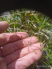 Chaerophyllum ramosum