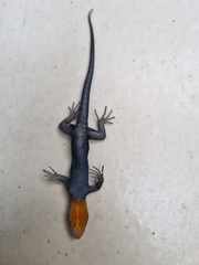 Gonatodes albogularis fuscus